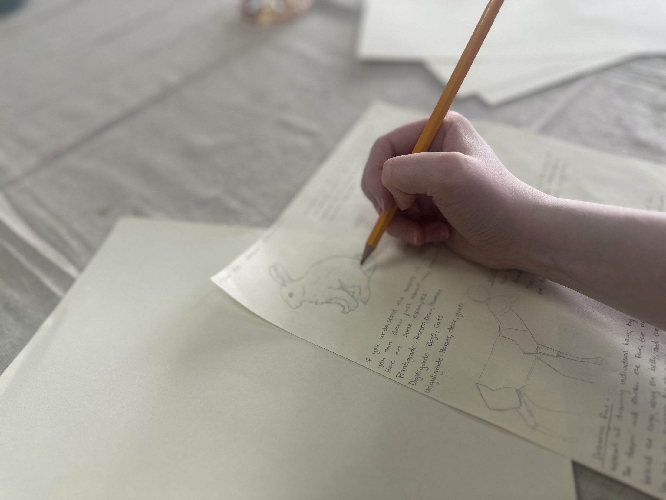 Meet and Make - Sketching Animals